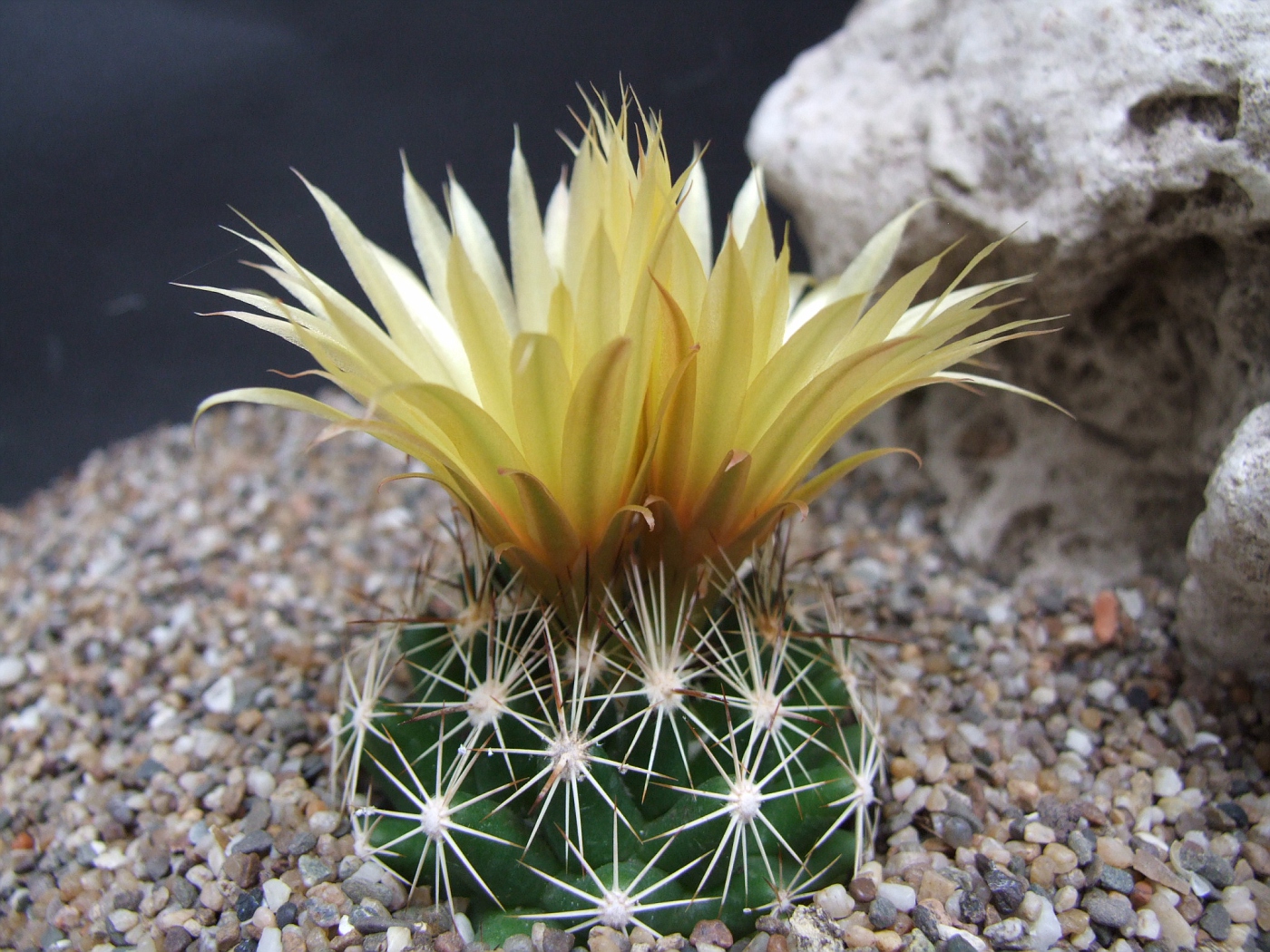 Coryphantha neglecta cz 053