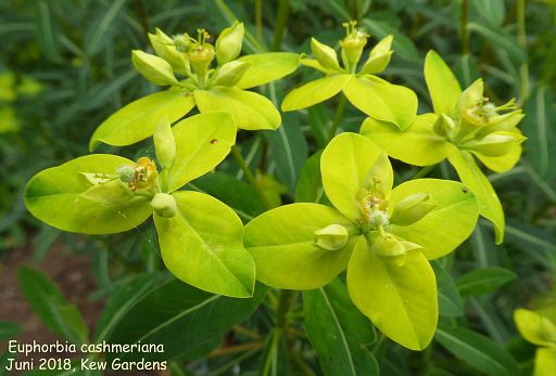 Euphorbia cashmeriana