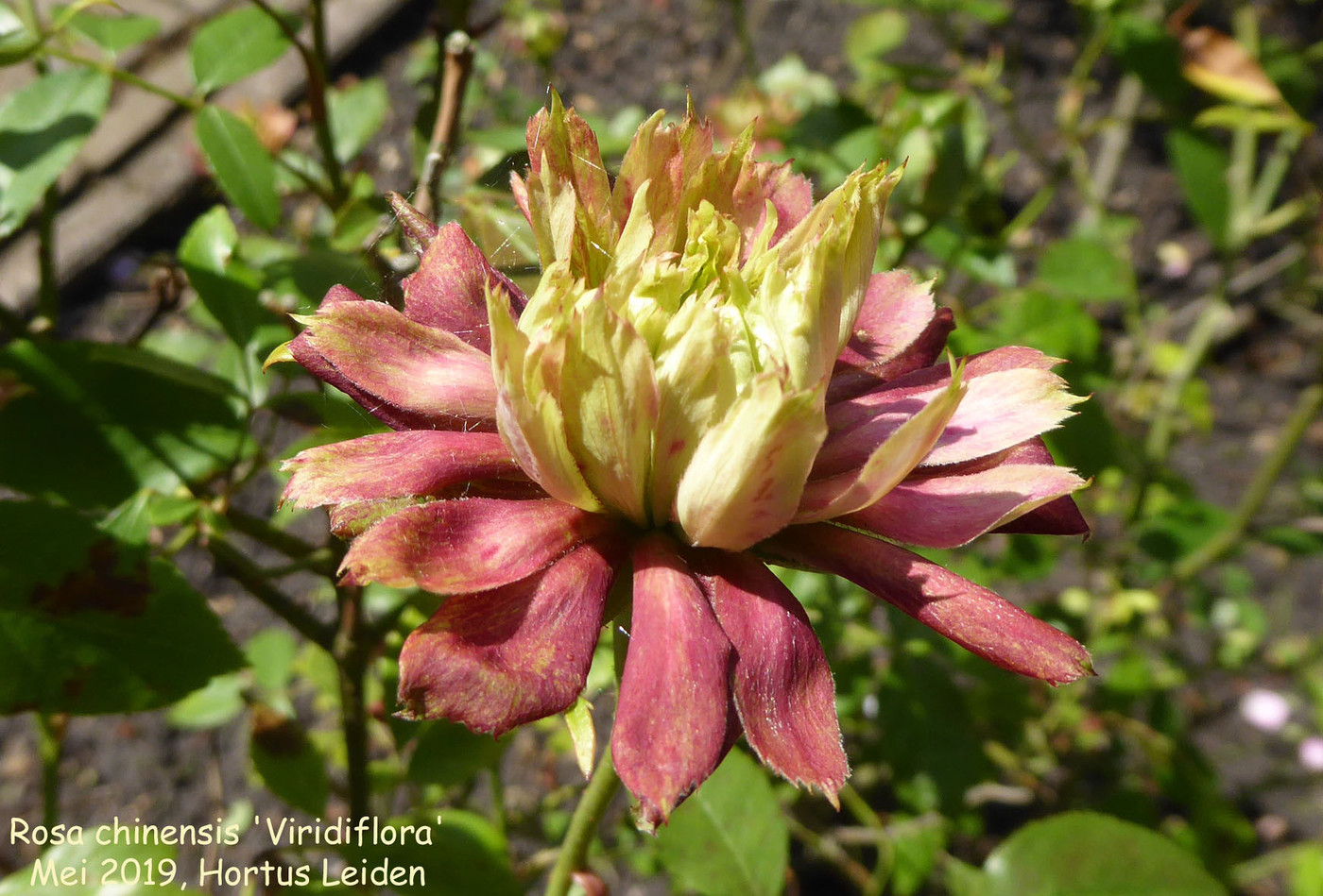 Rosa chinensis 'Viridiflora'