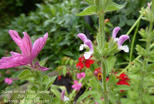 Salvia viridis 'Pink Sundae'