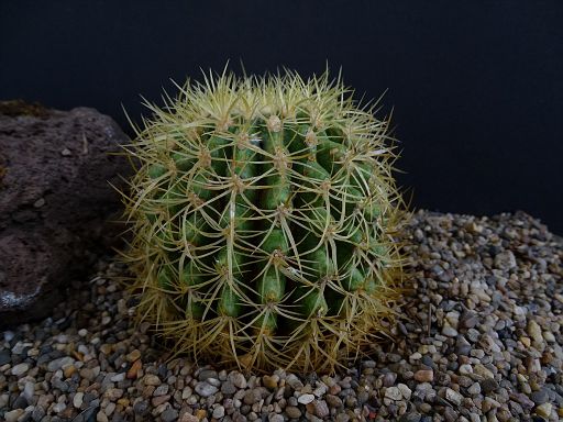 Echinocactus grusonii v. tortulosus