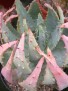 Aloe peglerae