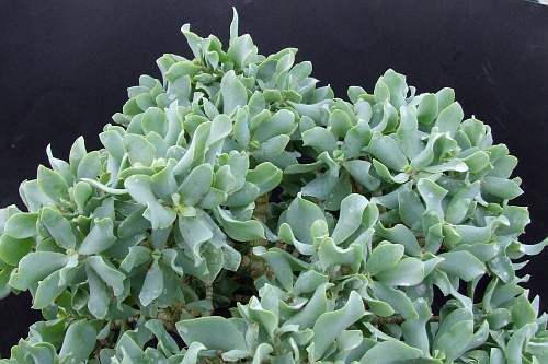 Crassula arborescens fa. undulatifolia