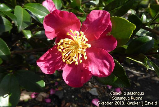 Camellia sasanqua 'Sasanqua Rubra'