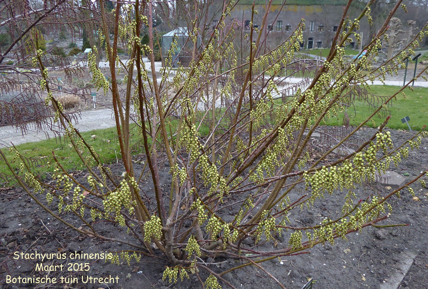 Stachyurus Chin. \'Celina\'