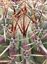 Echinocactus ingens v. palmeri