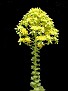 Aeonium vestitum