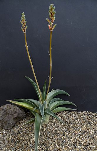 Aloe variegate fa. variegata
