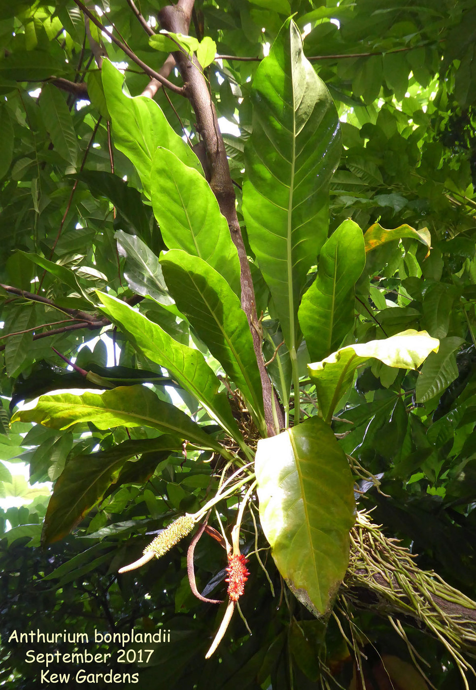 Photo Anthurium bonplandii  Anthurium  album Nora 