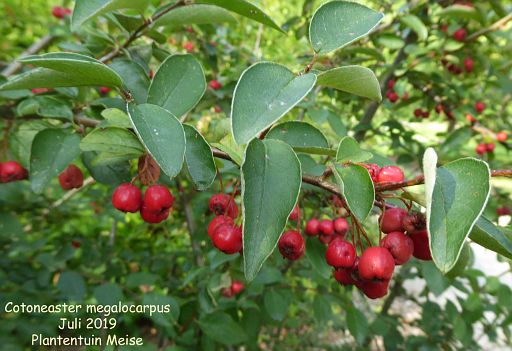 Cotoneaster megalocarpus (fruit)