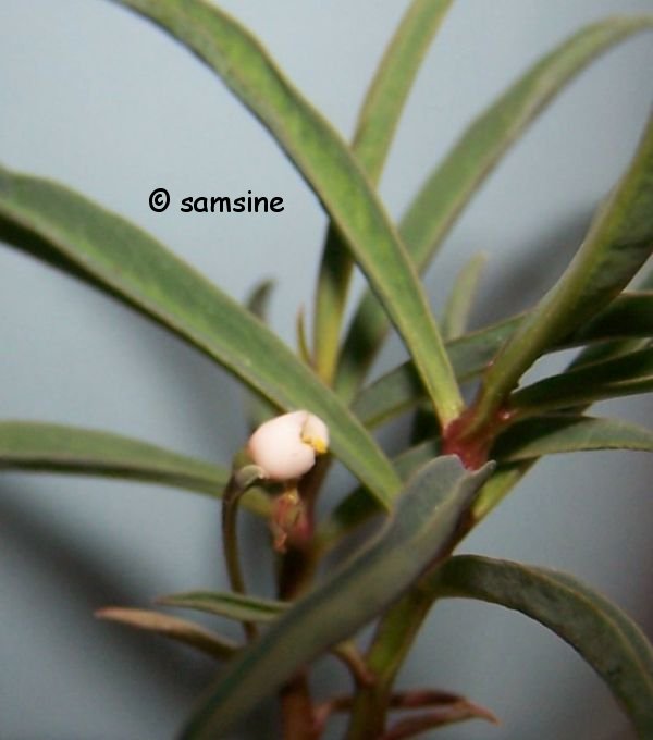 Monadenium sp. aff. pedunculatum