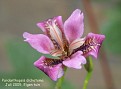 Iris dichotoma