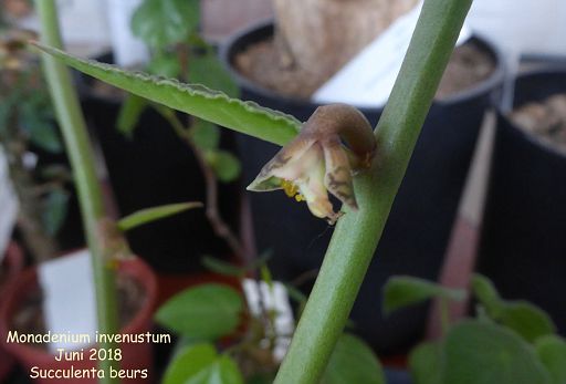 Euphorbia invenusta