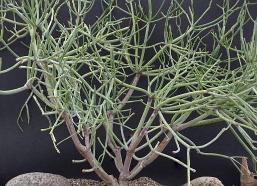 Euphorbia tirugallii