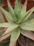 Aloe petricola