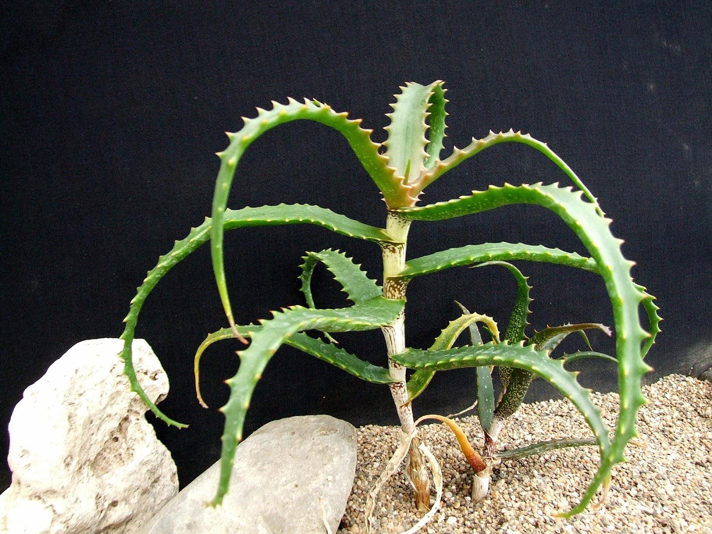 Aloe palmiformis