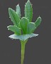 Eriospermum alcicorne kinderlè