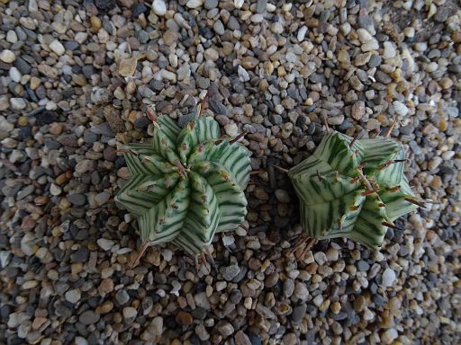 Euphorbia fa. variegata