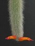 Cleistocactus vulpis cauda 