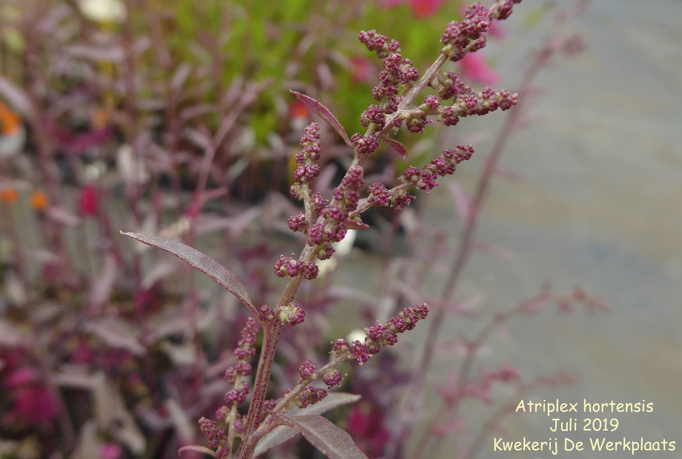 Atriplex Hortensis рисунок