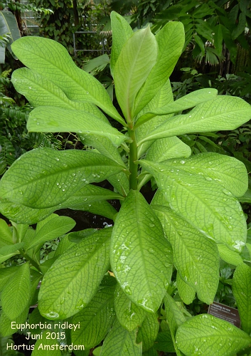 Euphorbia ridleyi