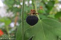 Passiflora suberosa (fruit)
