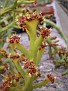 Euphorbia synsepala v. ambatofinandrahana