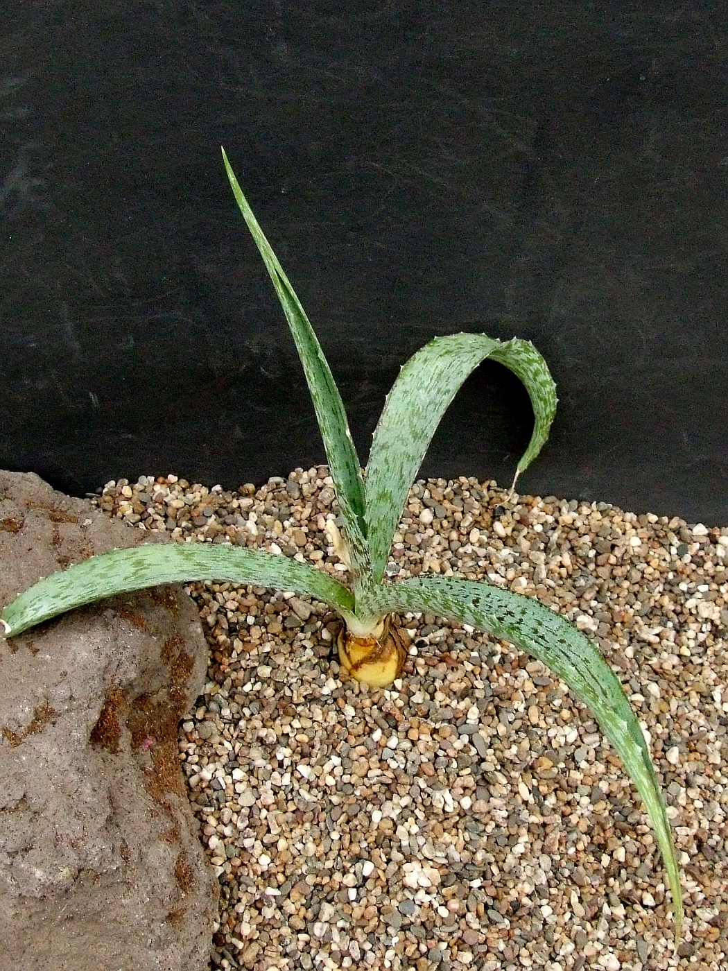 Manfreda longiflora