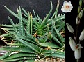 Aloe calcarophylla