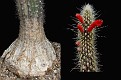 Cleistocactus tupizensis