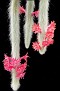 Cleistocactus winteri ssp. colademonono