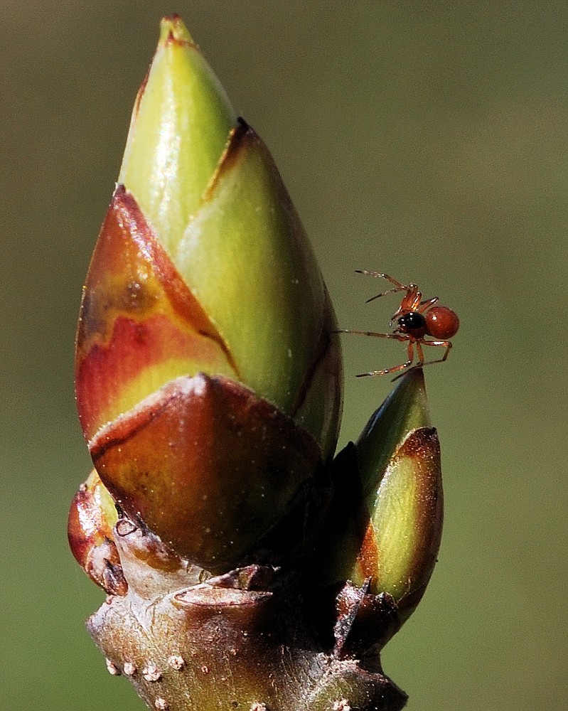 bud