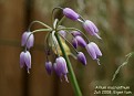 Allium macranthum