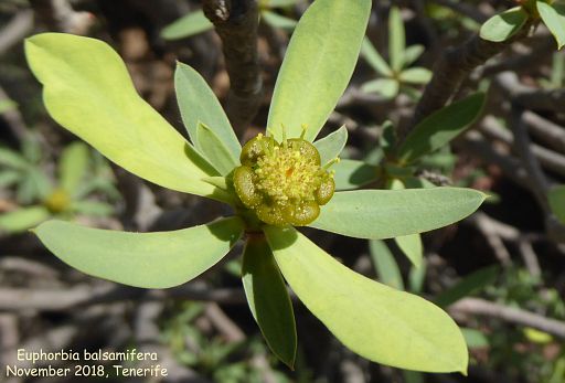 Euphorbia balsamifera