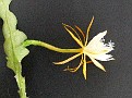 Epiphyllum anguliger CG 371
