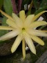 Epiphyllum Aztec Star CG 598