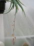 Aloe tewoldei. Ethiopia
