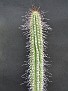 Eulychnia laniuginosior