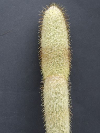 Espstoopsis dybowskii