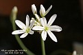 Allium cassium ssp. hirtellum