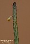 Euphorbia asthenacantha