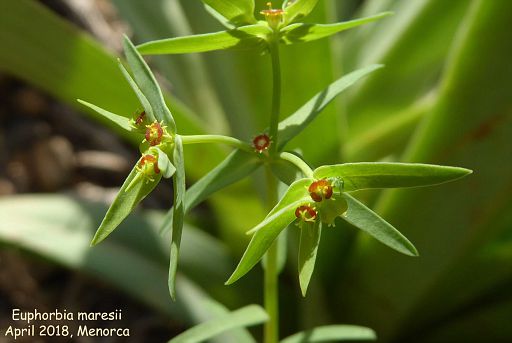 Euphorbia maresii