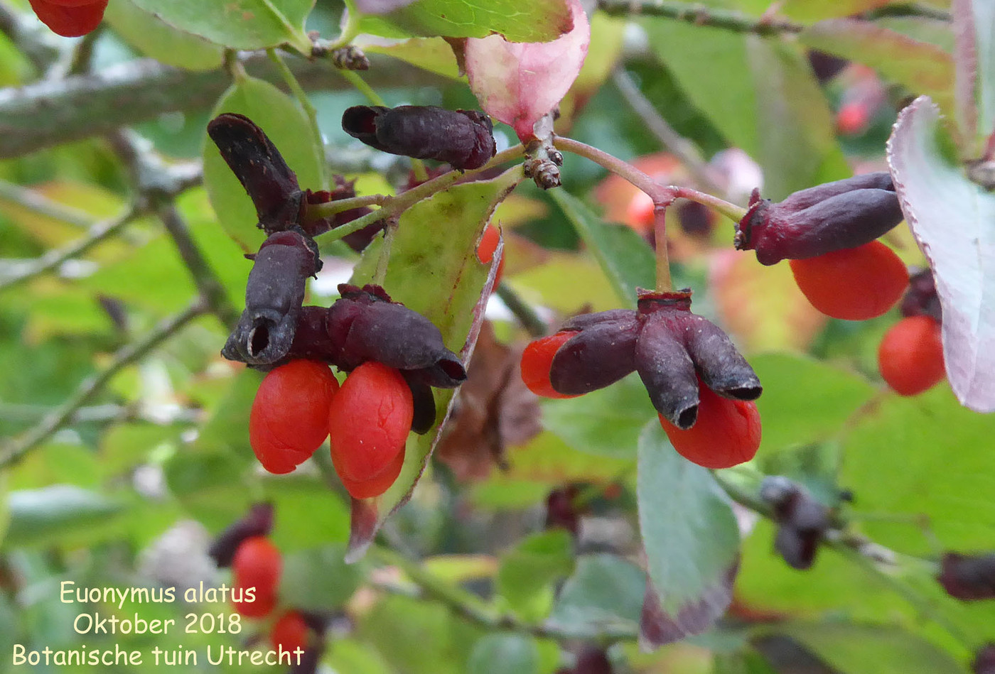 euonymus alatus fruit