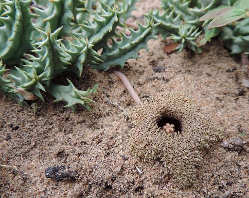 148 Huernia hystrix. Do you see the flower. From Gaza Province in Mozambique