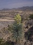 Bajio met bloeiende Yucca rostrata