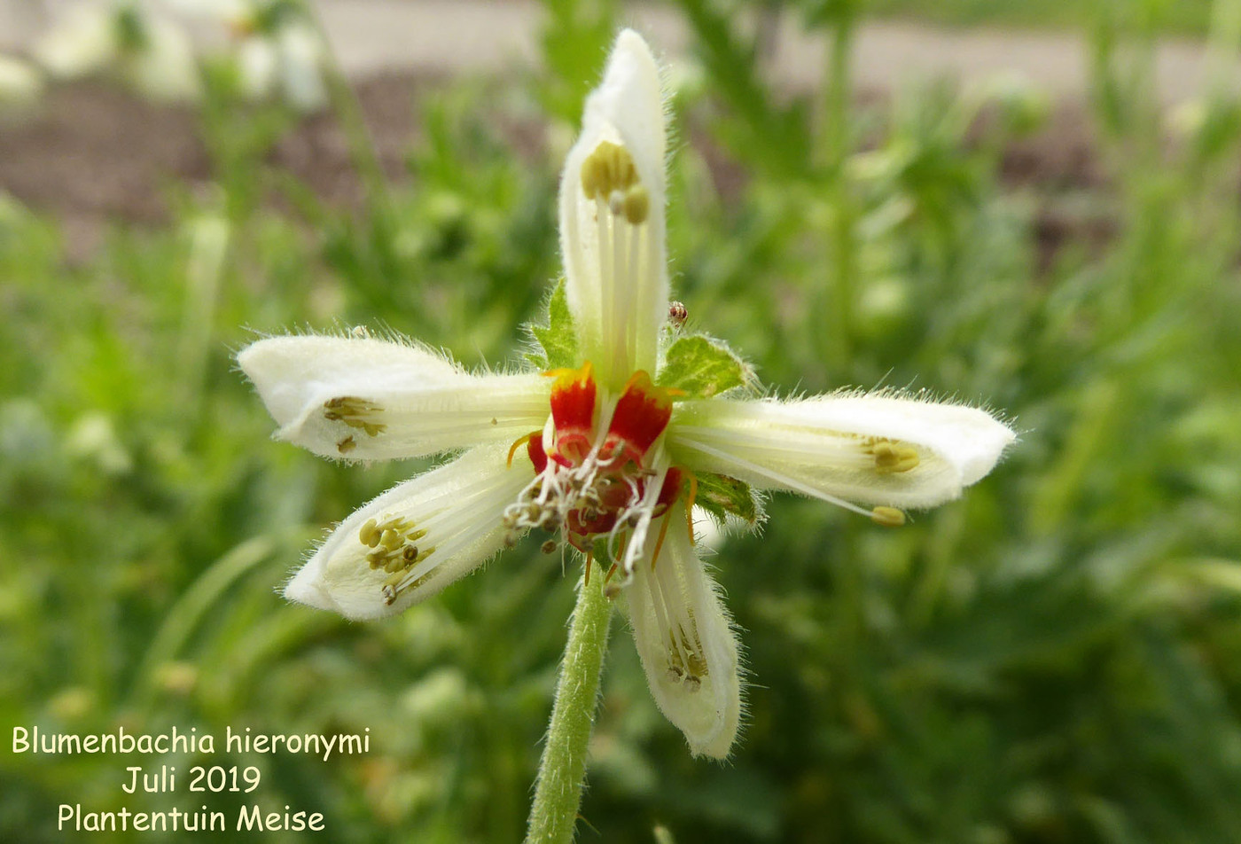 Blumenbachia hieronymi
