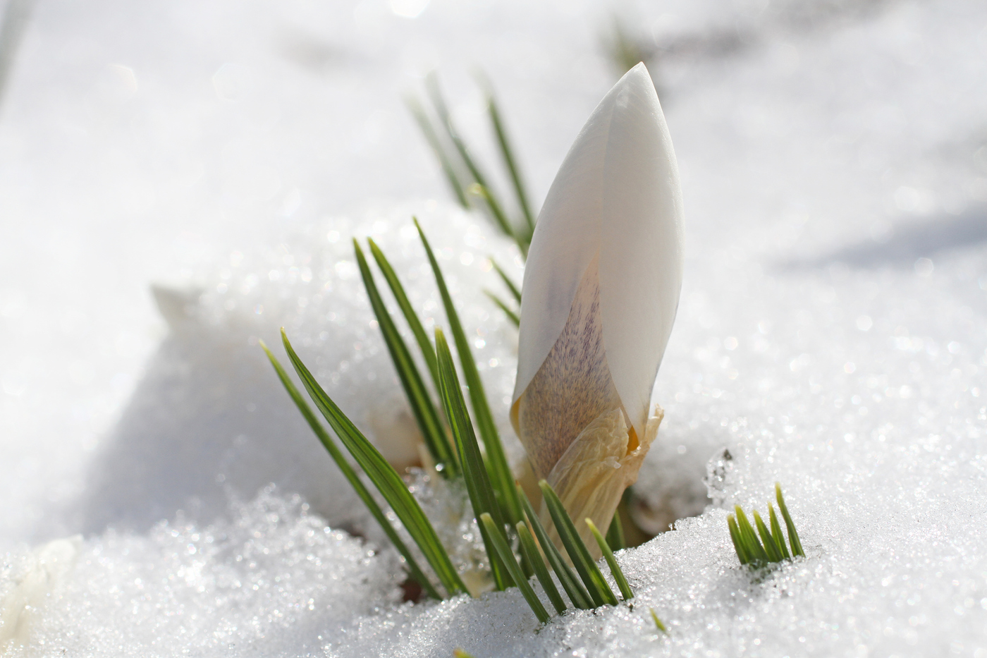 Белые крокусы из под снега