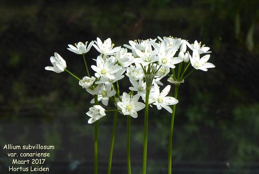 Allium canariense