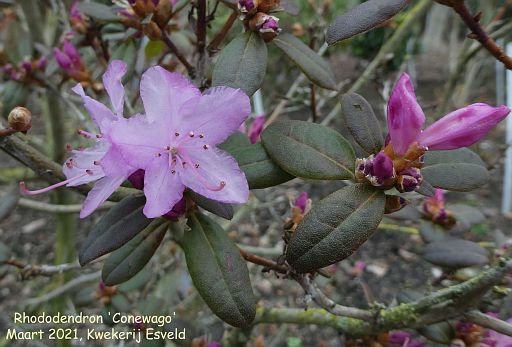 Rhododendron 'Conewago'
