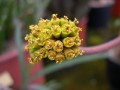 Euphorbia dieroides. male flower
